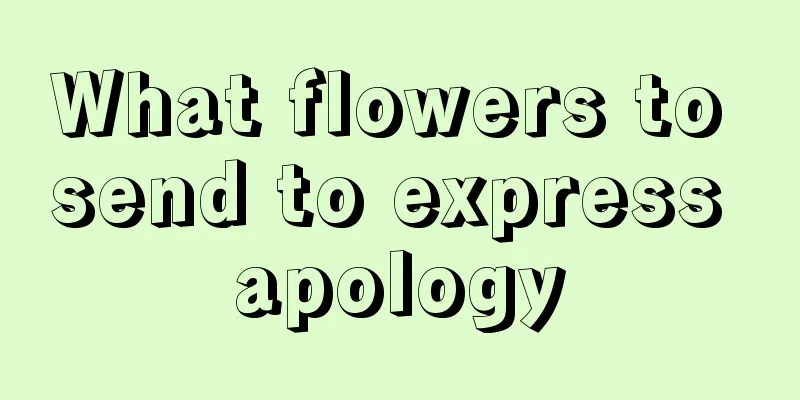 What flowers to send to express apology