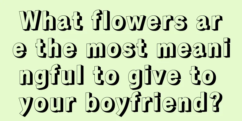 What flowers are the most meaningful to give to your boyfriend?