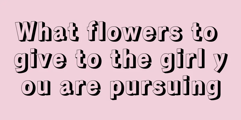 What flowers to give to the girl you are pursuing