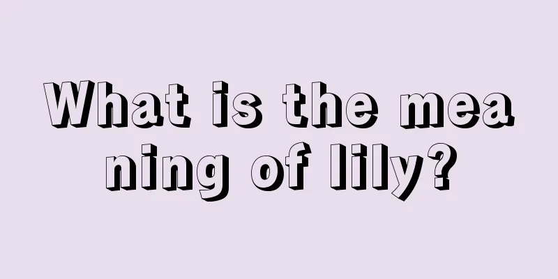 What is the meaning of lily?