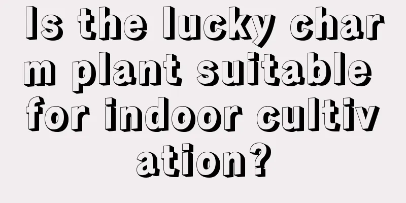 Is the lucky charm plant suitable for indoor cultivation?