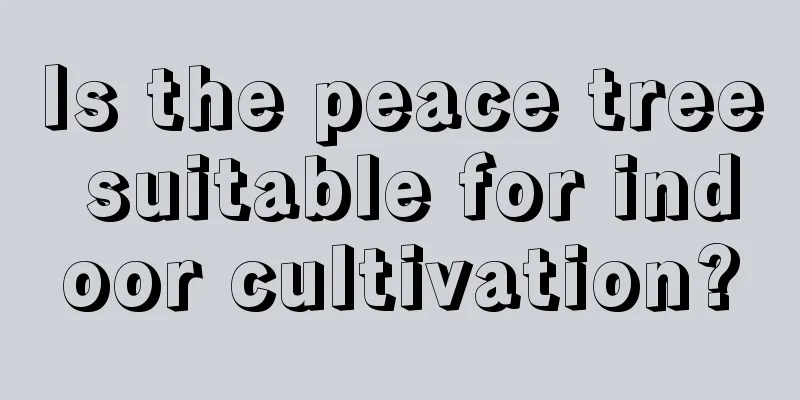 Is the peace tree suitable for indoor cultivation?