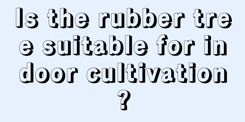 Is the rubber tree suitable for indoor cultivation?