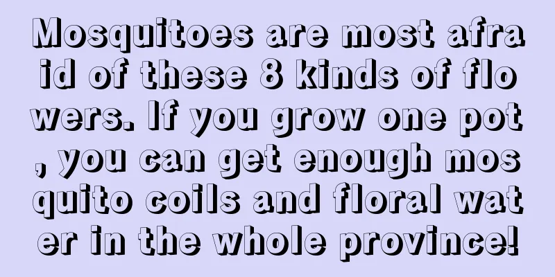 Mosquitoes are most afraid of these 8 kinds of flowers. If you grow one pot, you can get enough mosquito coils and floral water in the whole province!