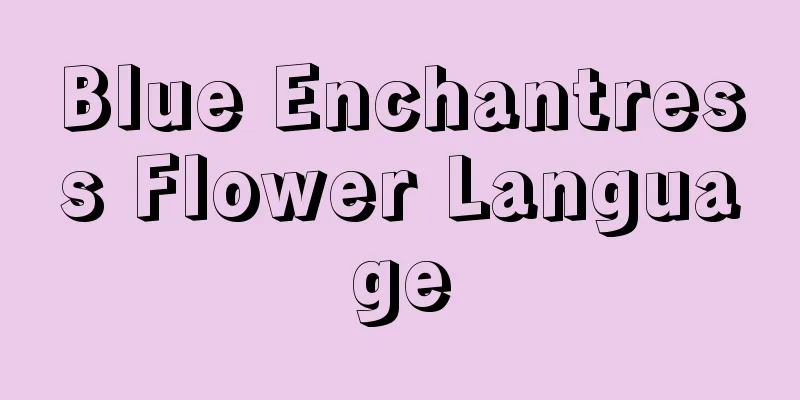 Blue Enchantress Flower Language