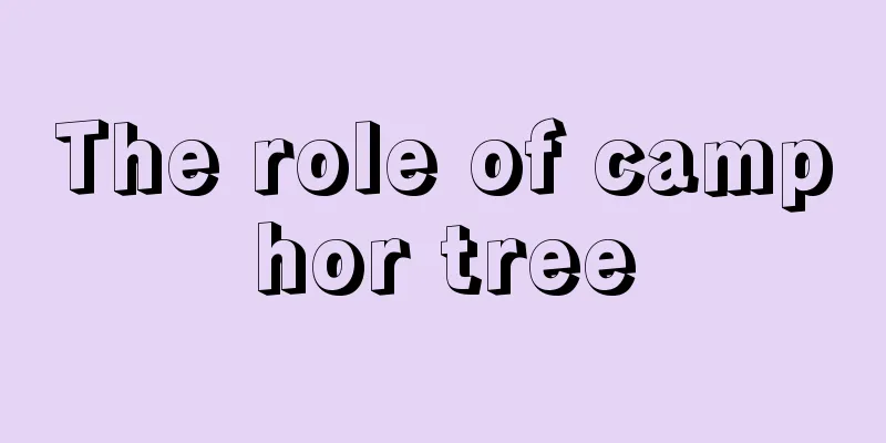 The role of camphor tree