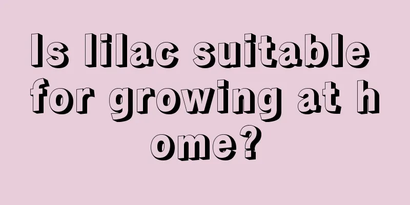 Is lilac suitable for growing at home?