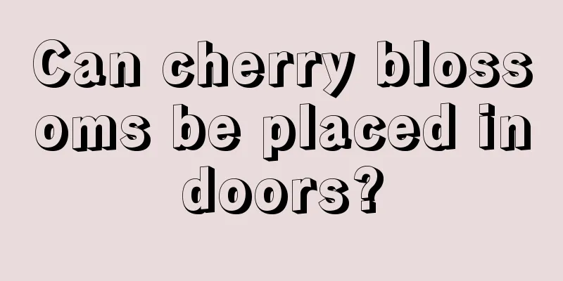 Can cherry blossoms be placed indoors?