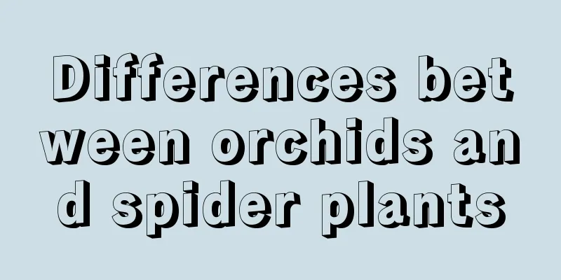 Differences between orchids and spider plants