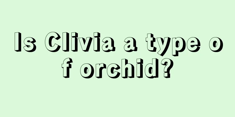 Is Clivia a type of orchid?