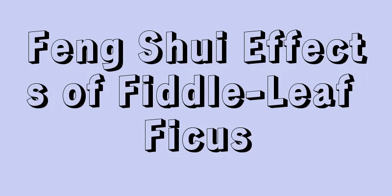 Feng Shui Effects of Fiddle-Leaf Ficus