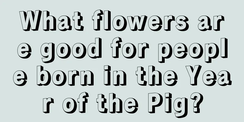 What flowers are good for people born in the Year of the Pig?