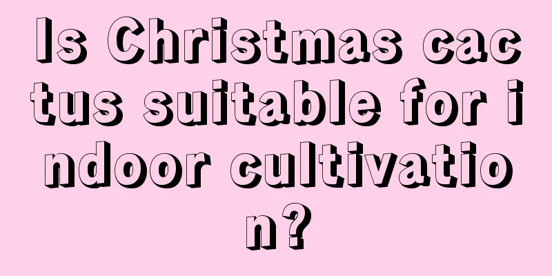 Is Christmas cactus suitable for indoor cultivation?