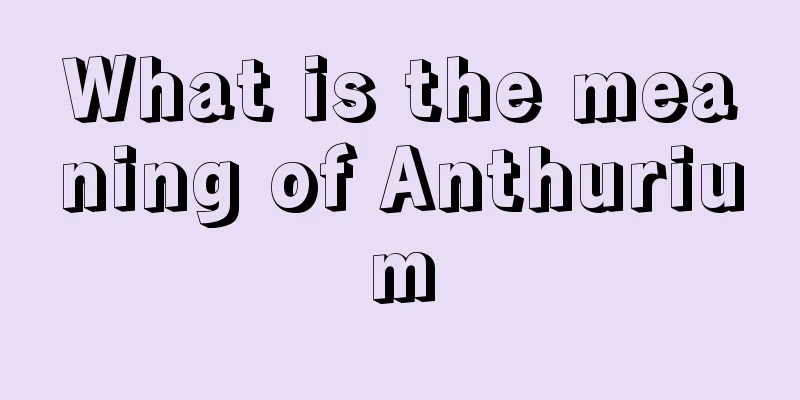 What is the meaning of Anthurium