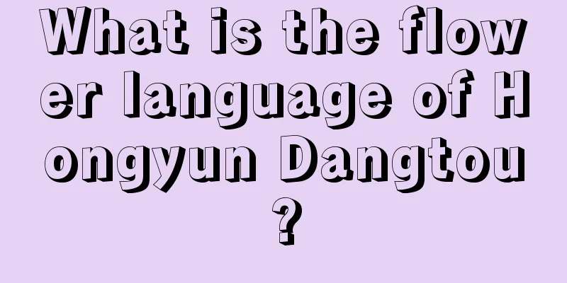 What is the flower language of Hongyun Dangtou?