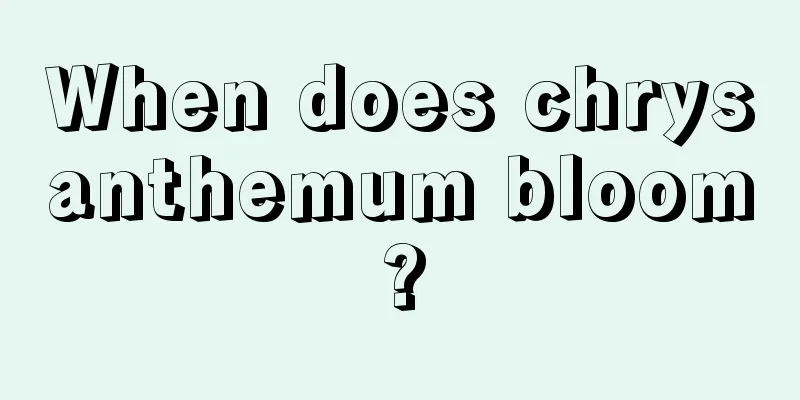 When does chrysanthemum bloom?