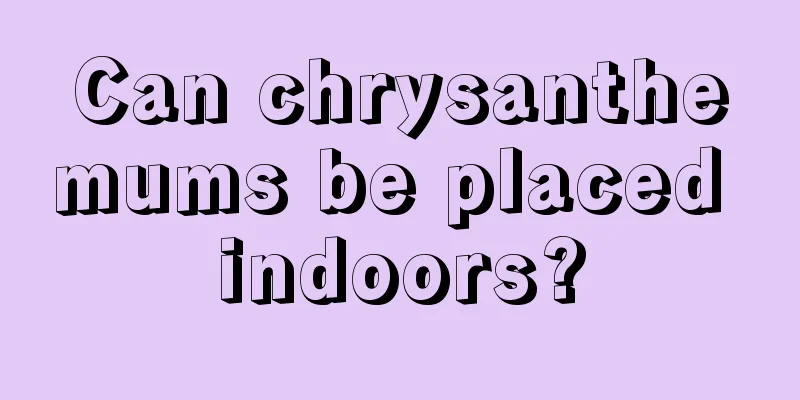 Can chrysanthemums be placed indoors?