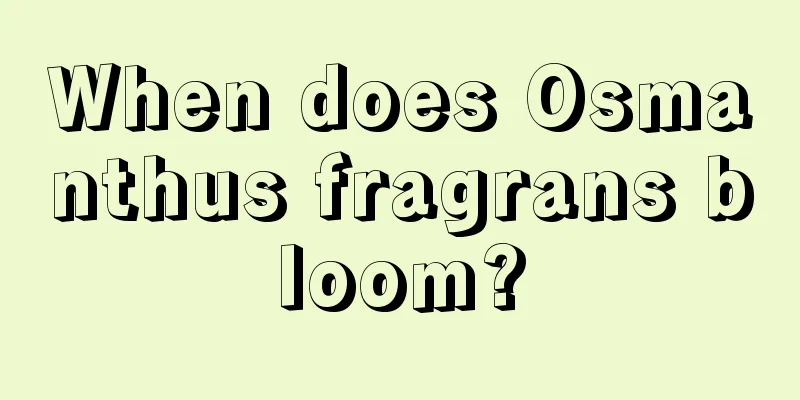 When does Osmanthus fragrans bloom?