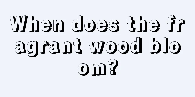 When does the fragrant wood bloom?