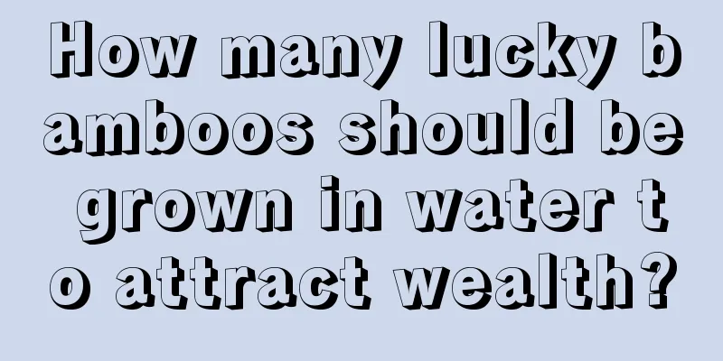 How many lucky bamboos should be grown in water to attract wealth?