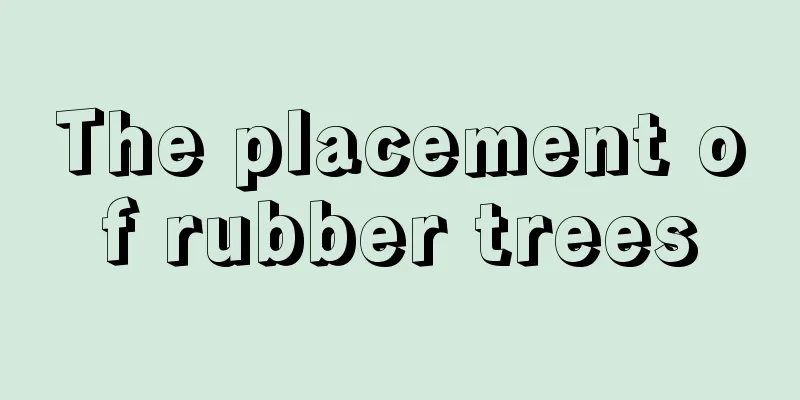 The placement of rubber trees