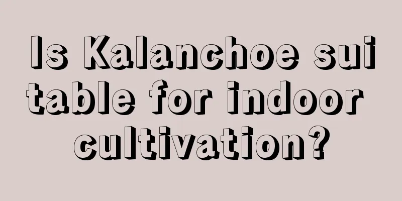 Is Kalanchoe suitable for indoor cultivation?