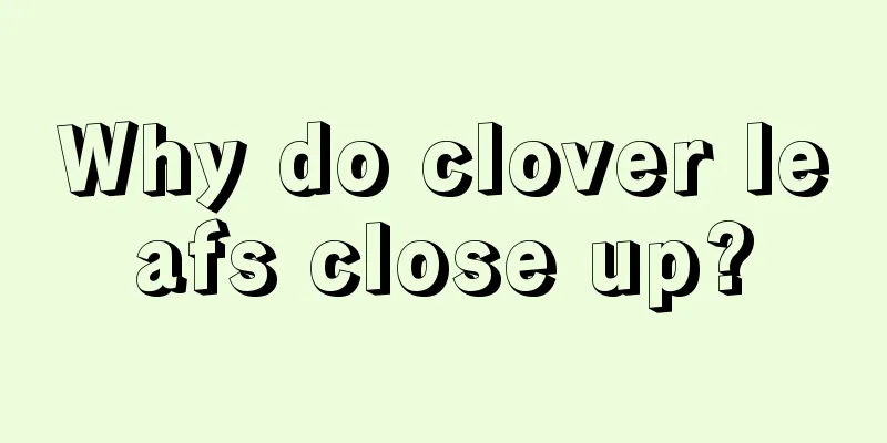 Why do clover leafs close up?