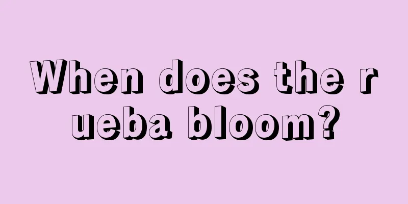 When does the rueba bloom?