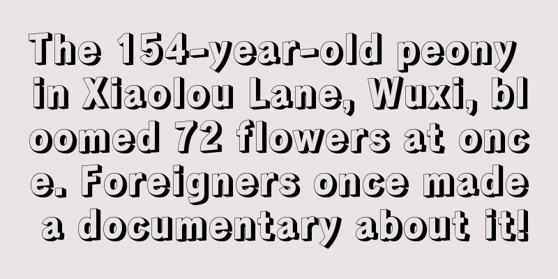 The 154-year-old peony in Xiaolou Lane, Wuxi, bloomed 72 flowers at once. Foreigners once made a documentary about it!