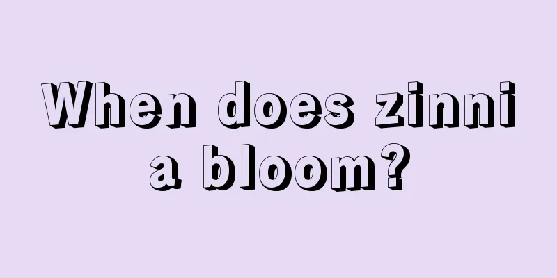 When does zinnia bloom?