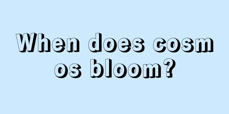 When does cosmos bloom?