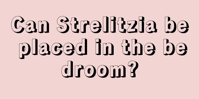 Can Strelitzia be placed in the bedroom?