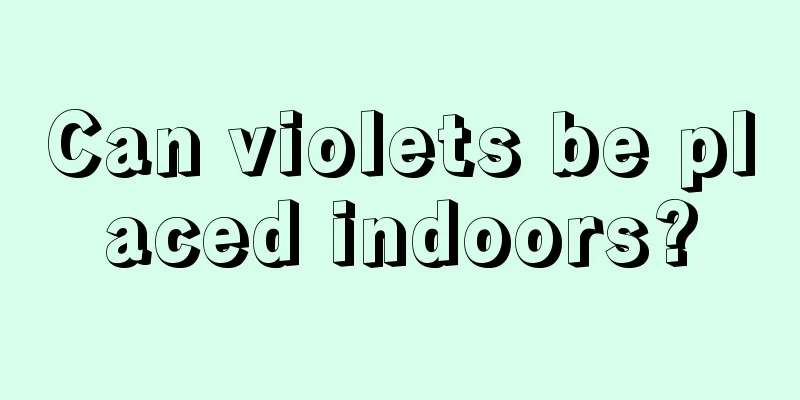 Can violets be placed indoors?