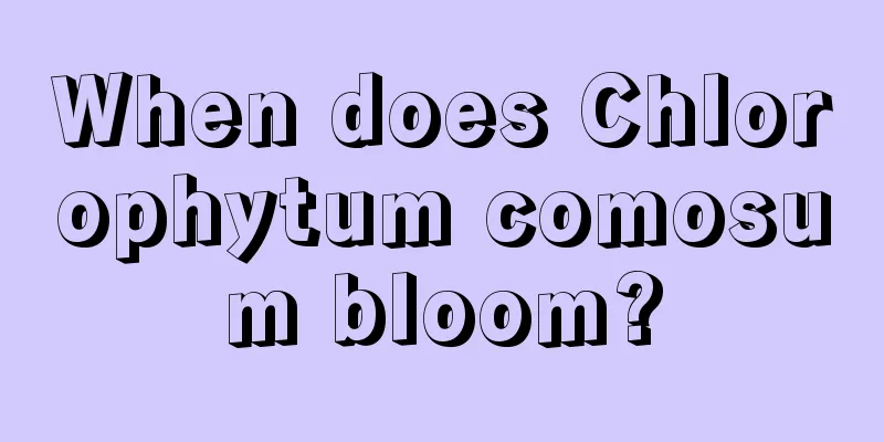 When does Chlorophytum comosum bloom?