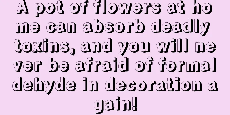 A pot of flowers at home can absorb deadly toxins, and you will never be afraid of formaldehyde in decoration again!