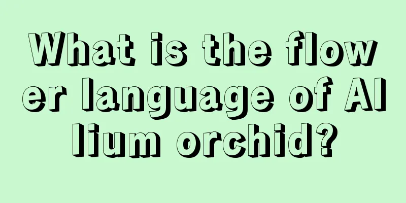 What is the flower language of Allium orchid?