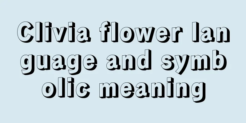 Clivia flower language and symbolic meaning