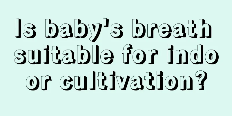 Is baby's breath suitable for indoor cultivation?