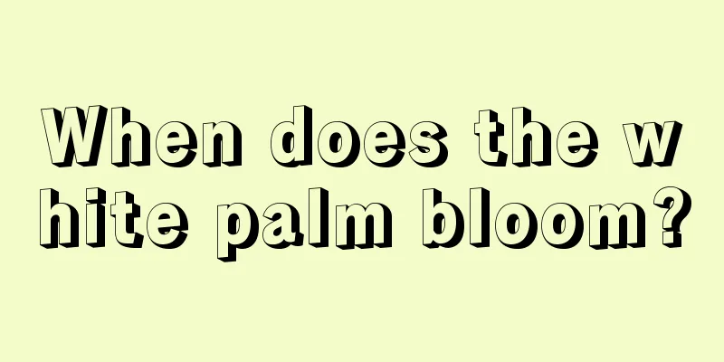 When does the white palm bloom?