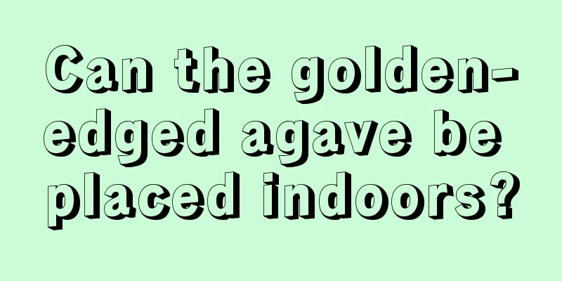 Can the golden-edged agave be placed indoors?