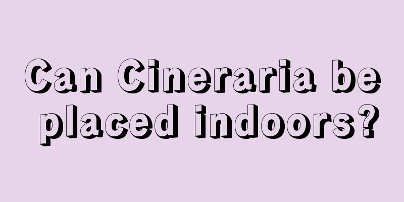 Can Cineraria be placed indoors?