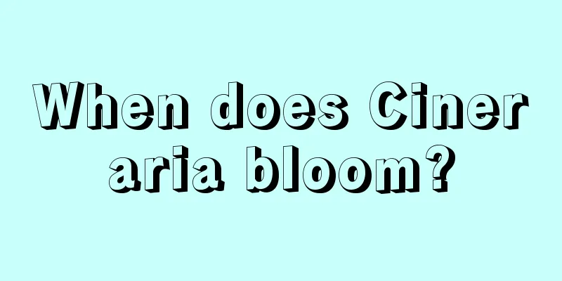 When does Cineraria bloom?