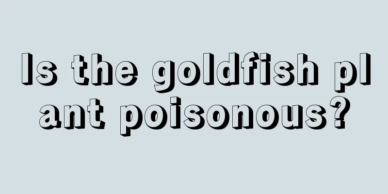 Is the goldfish plant poisonous?