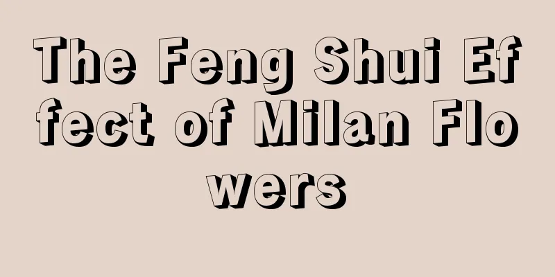 The Feng Shui Effect of Milan Flowers