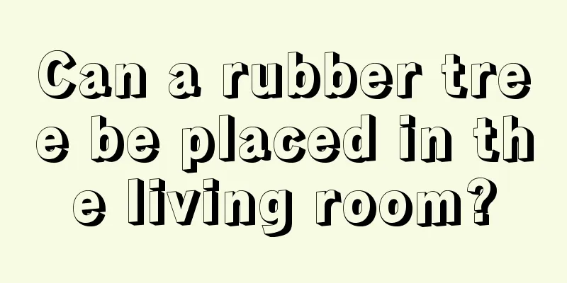 Can a rubber tree be placed in the living room?