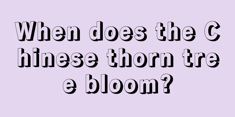 When does the Chinese thorn tree bloom?