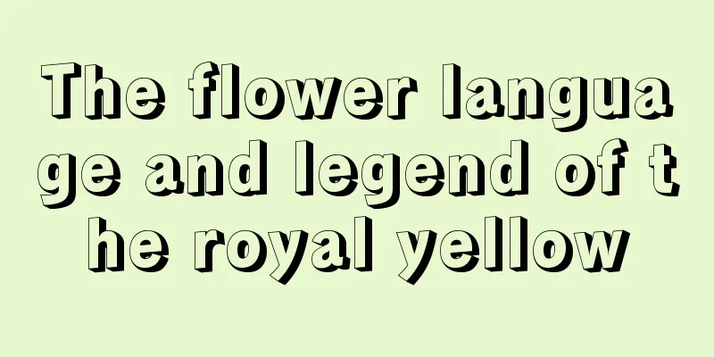 The flower language and legend of the royal yellow