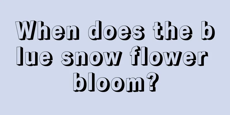 When does the blue snow flower bloom?