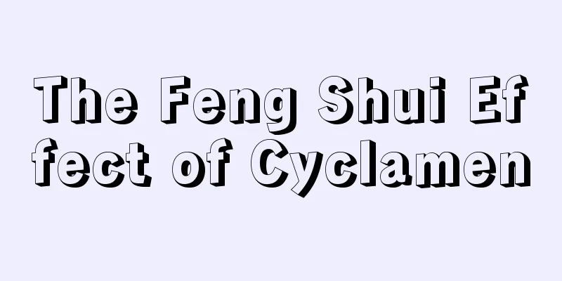 The Feng Shui Effect of Cyclamen