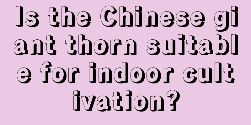 Is the Chinese giant thorn suitable for indoor cultivation?